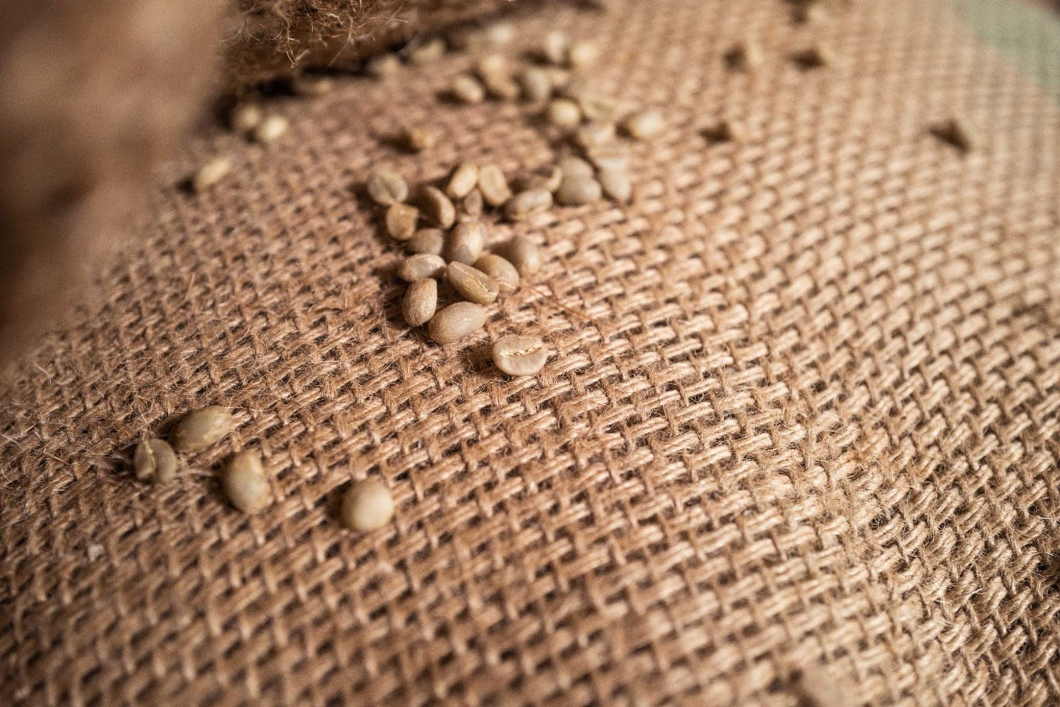 Rohkaffeebohnen auf Jute – Grundlage für handgebrühten Kaffee