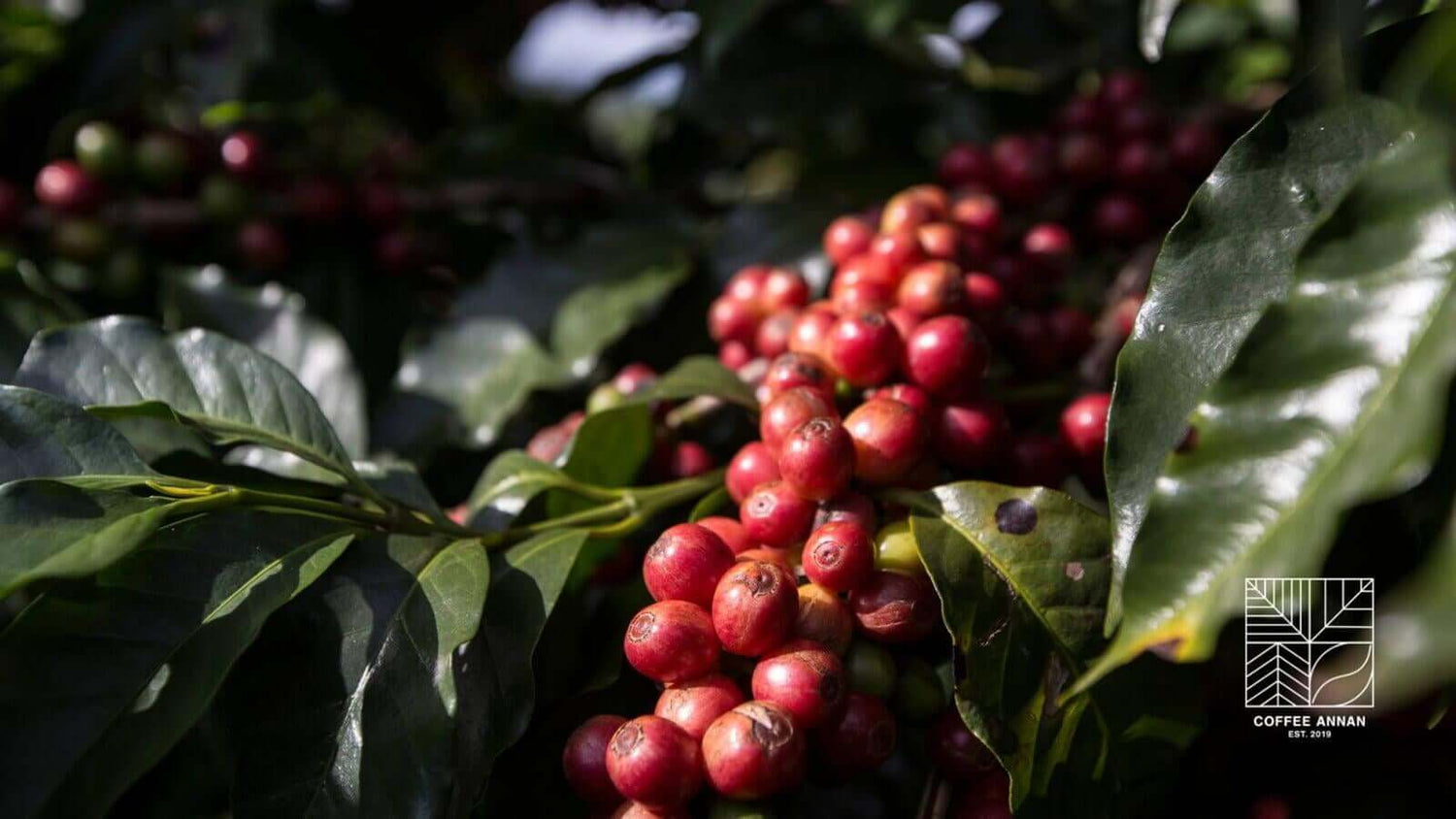 Kaffeepflanze mit Kirschen – Specialty Coffee