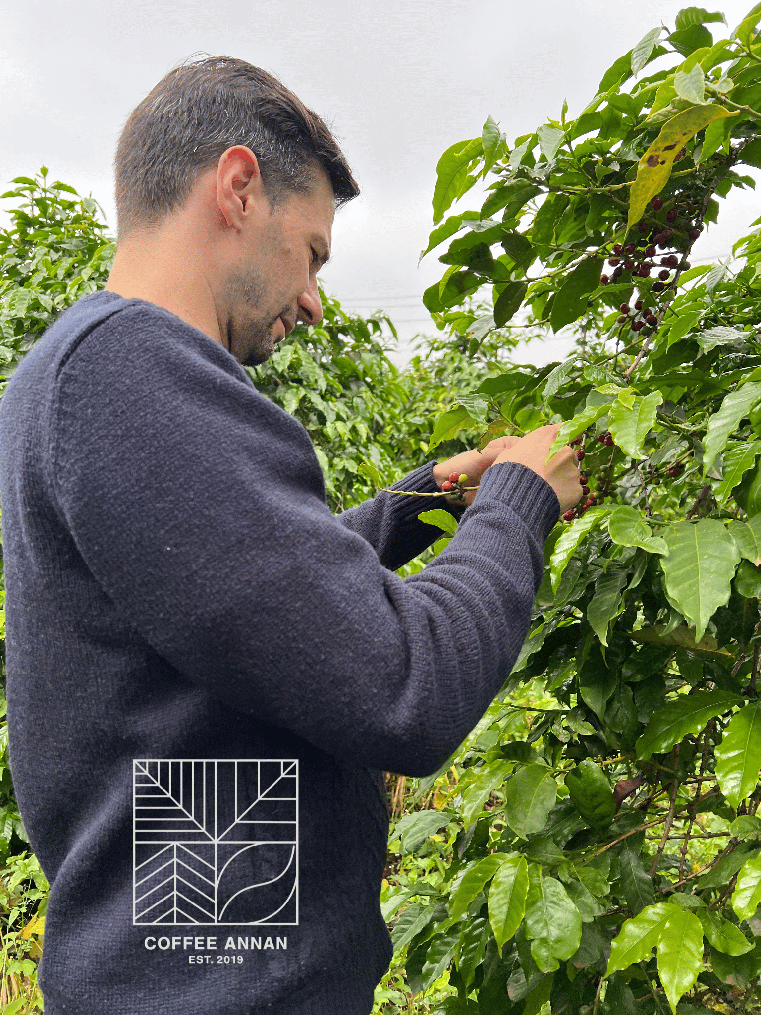 Mann prüft Kaffeepflanzen auf einer Plantage – Nahaufnahme bei der Arbeit im Kaffeeanbau