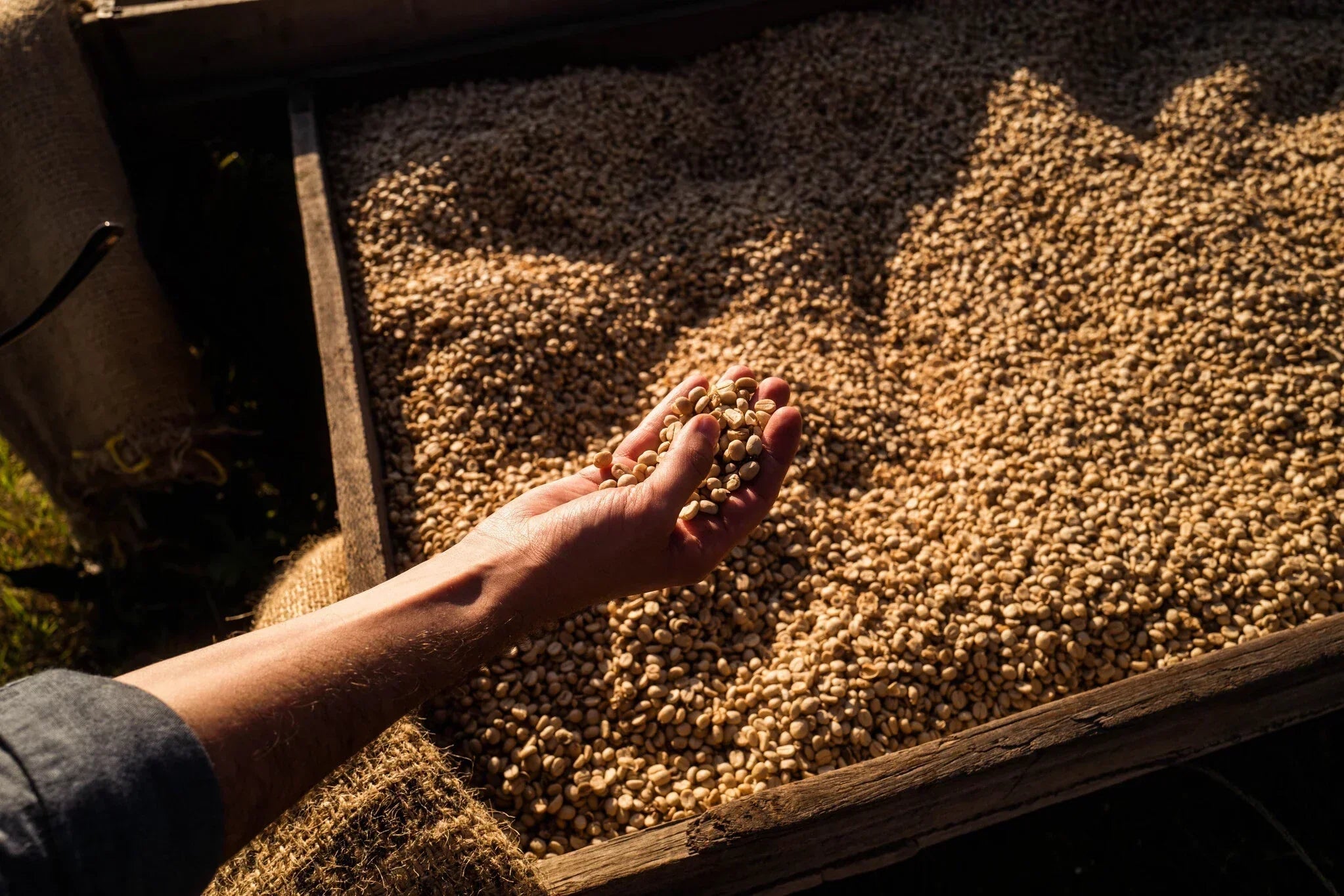 Grüner Kaffee bei der Sortierung