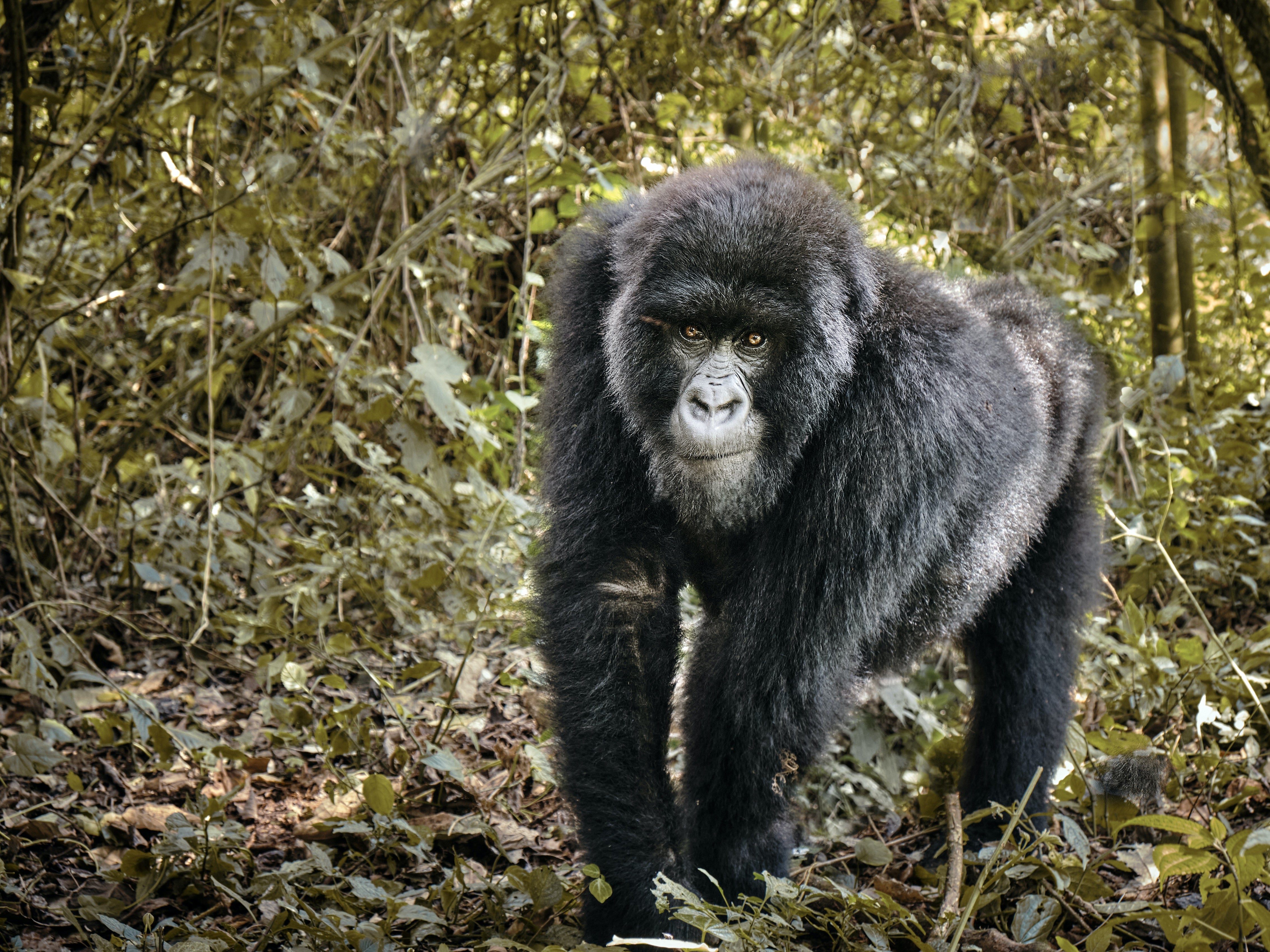 Gorilla