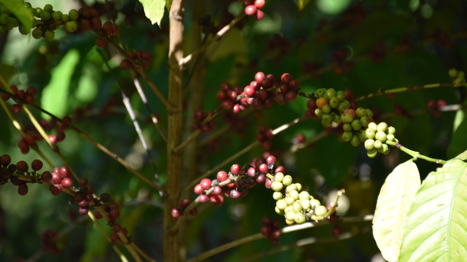 Ist die Kaffeepflanze giftig?