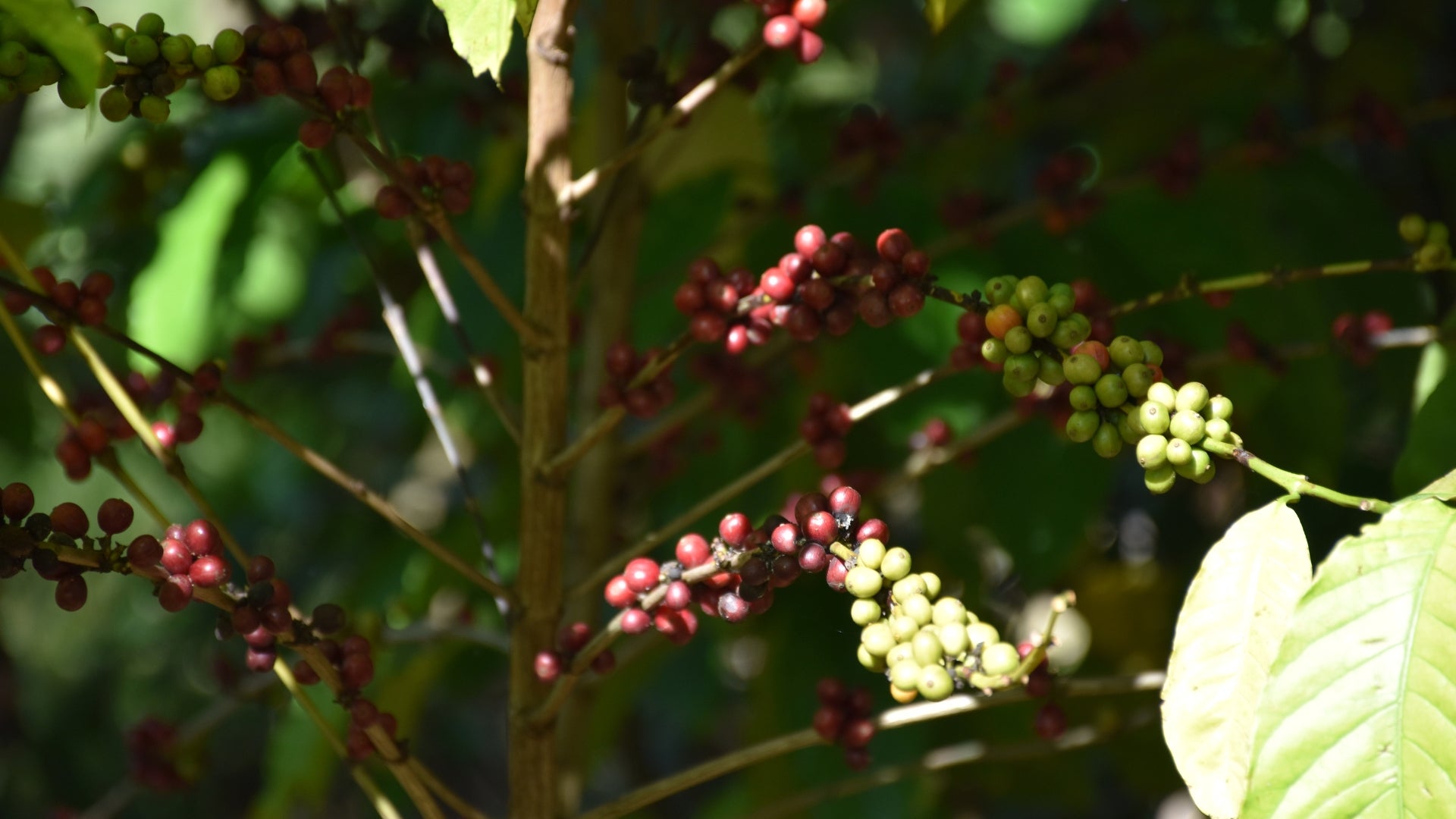 Ist die Kaffeepflanze giftig?